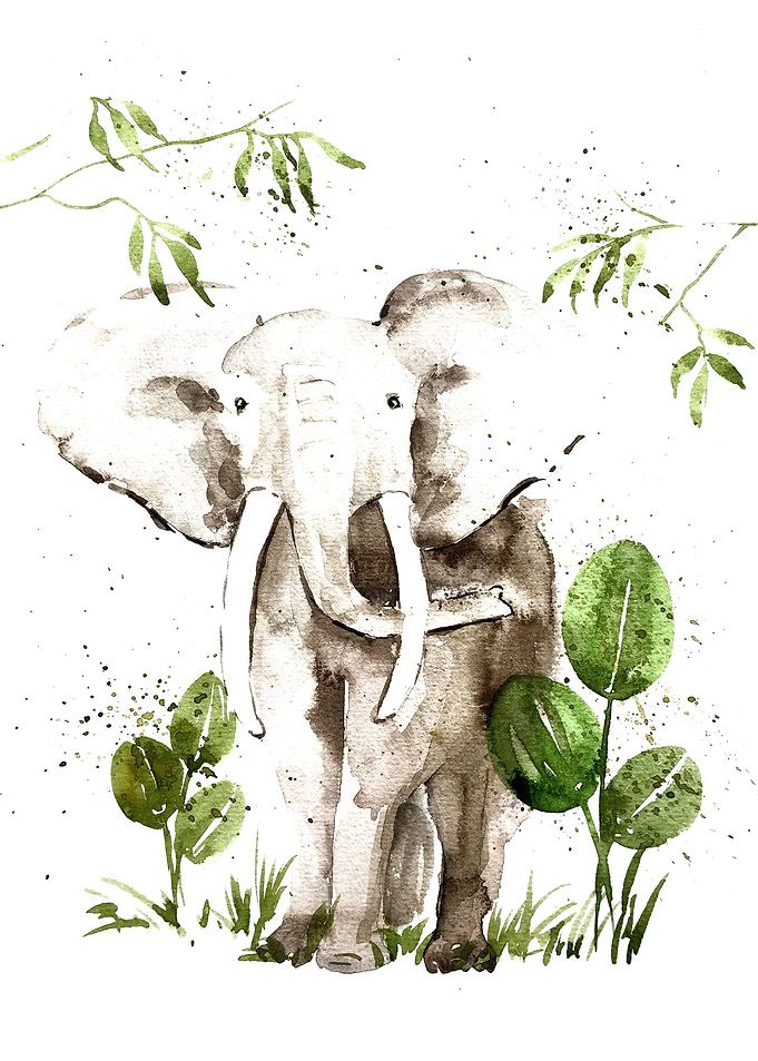 Animal