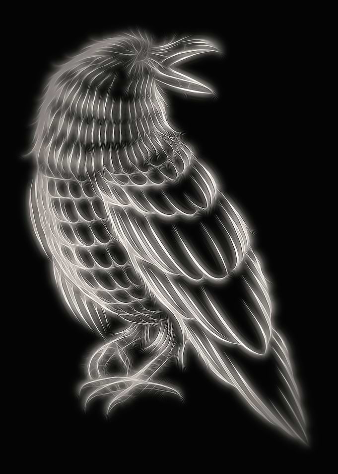 Raven Black White