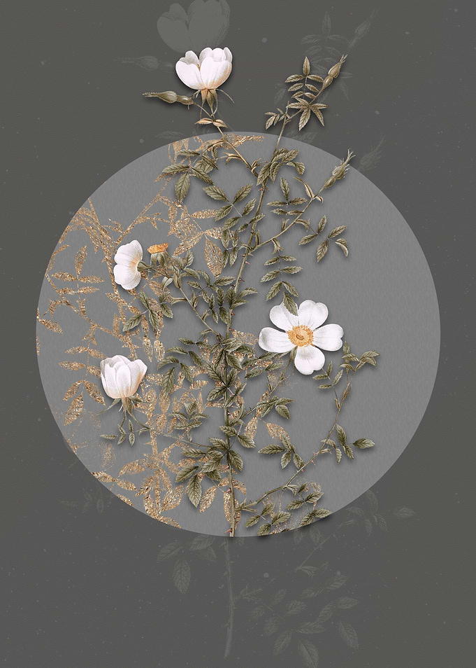 Blooming Hedge Rose