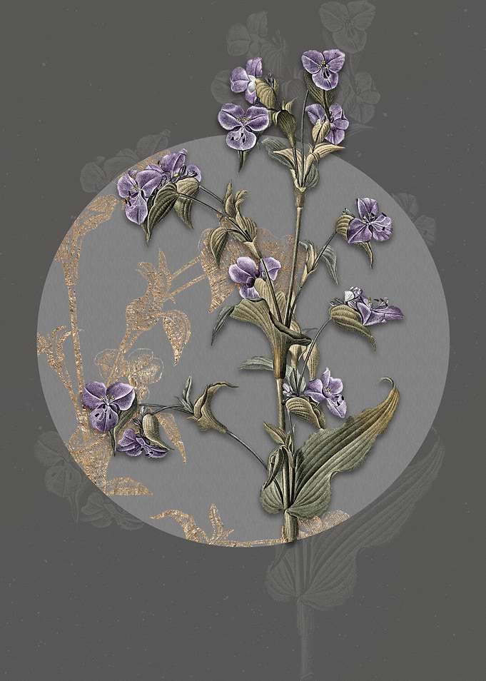 Vintage Commelina Tuberosa