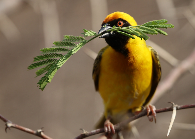 African Yellow Bird