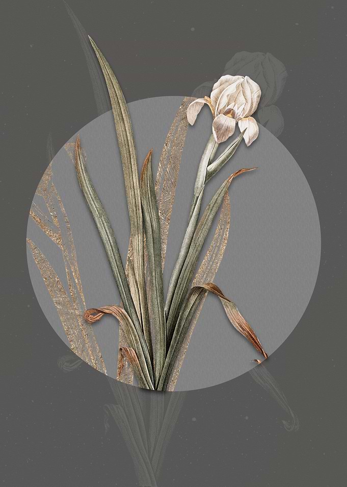 Vintage Crimean Iris Flora