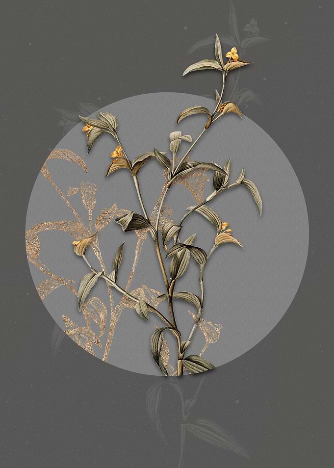 Vintage Commelina Africana