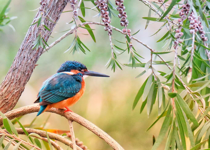 Little Kingfisher