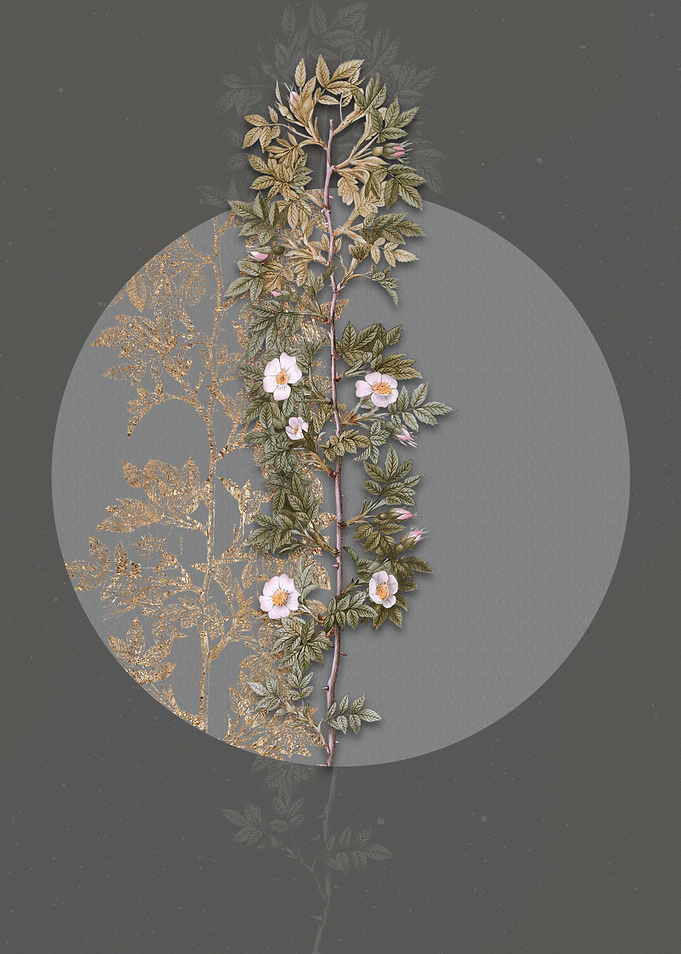 Blooming Cuspidate Rose