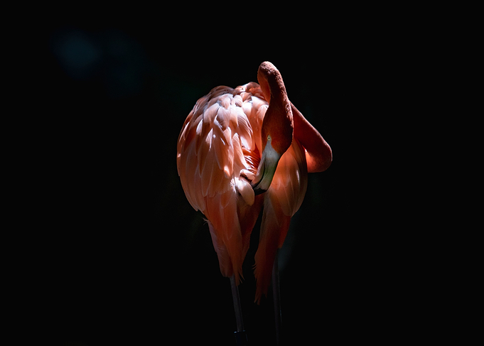Pink Pelican