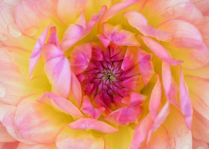 Pink Dahlia Close Up