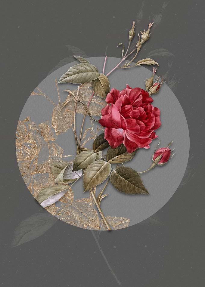Blood Red Bengal Rose