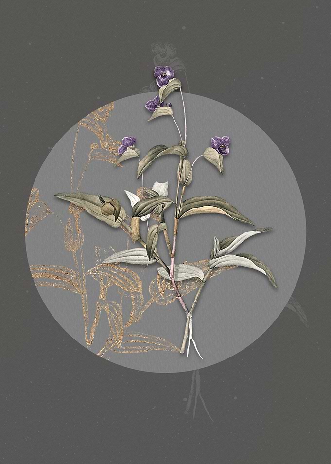Vintage Blue Spiderwort