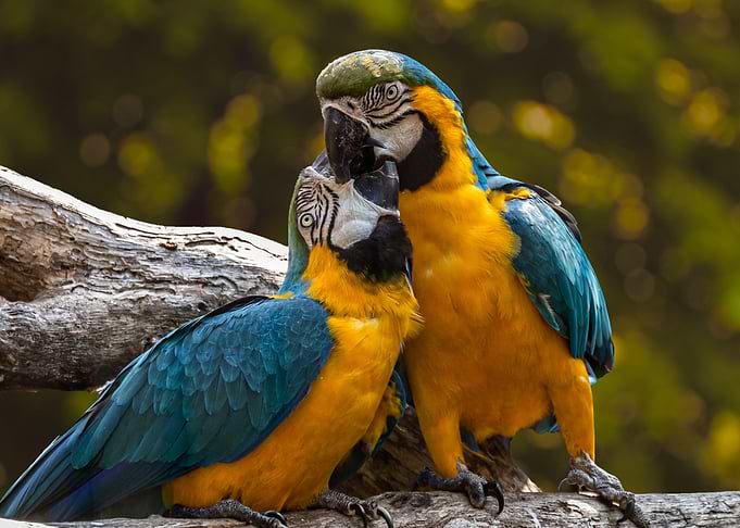 Lovebird Parrots