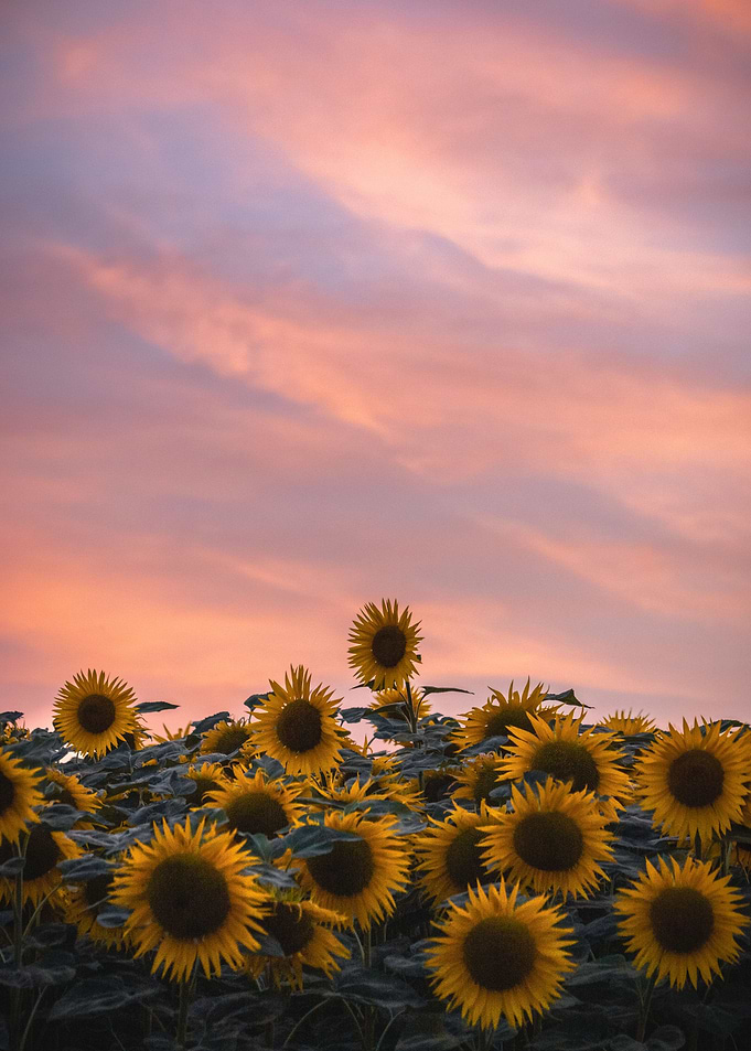 Summer inspiration