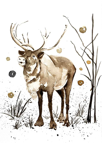Animal