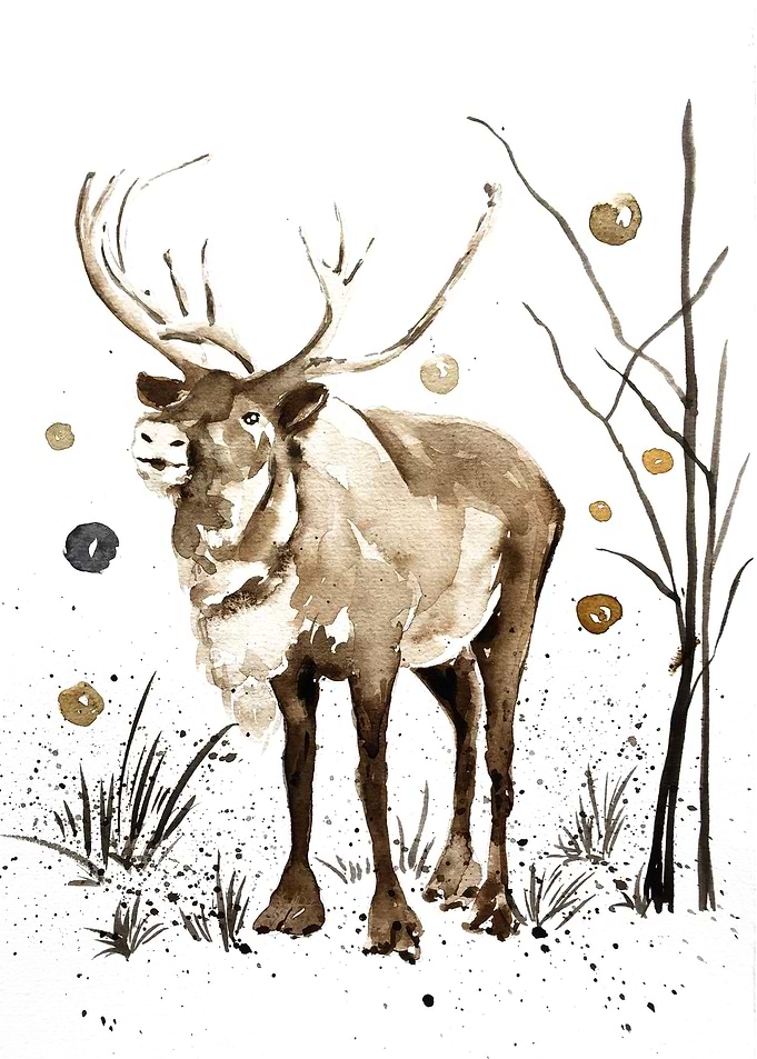 Animal