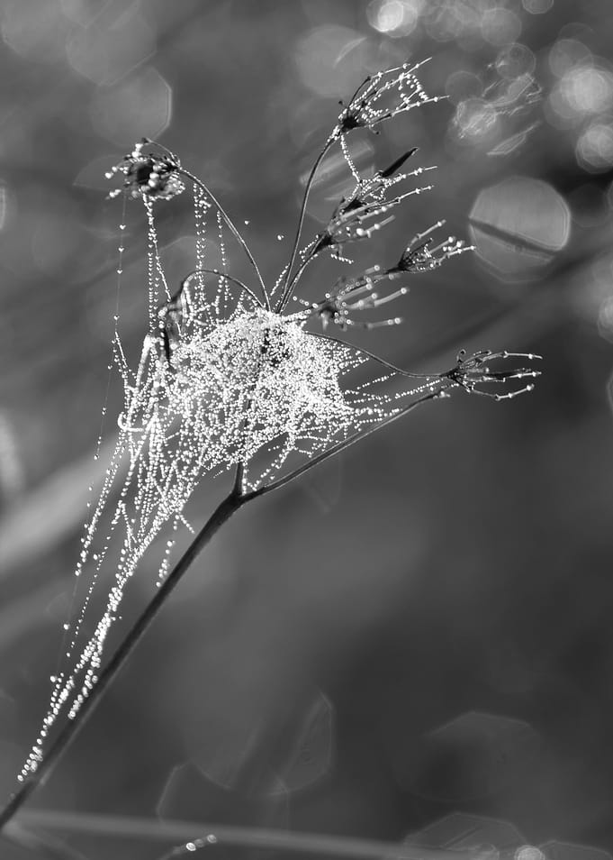 Morning Drops