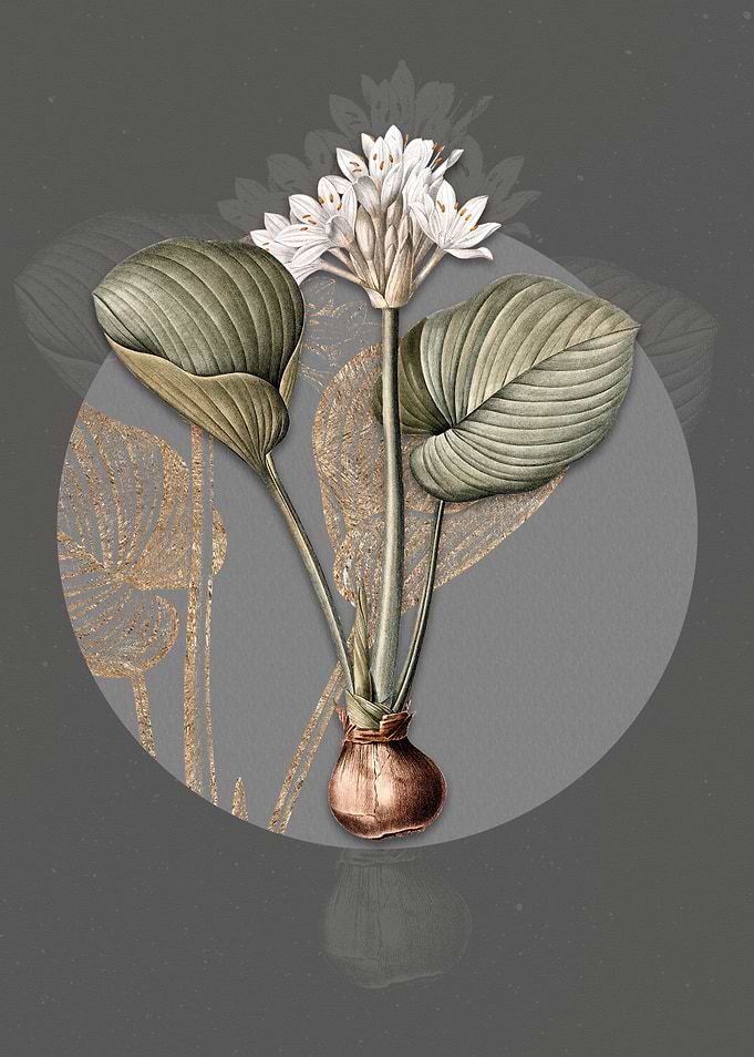 Vintage Cardwell Lily