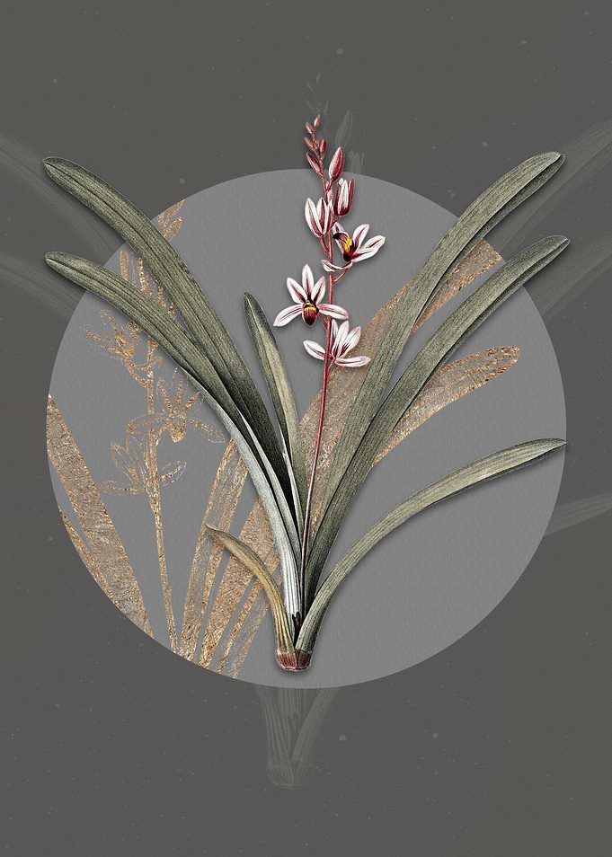 Vintage Boat Orchid Flower