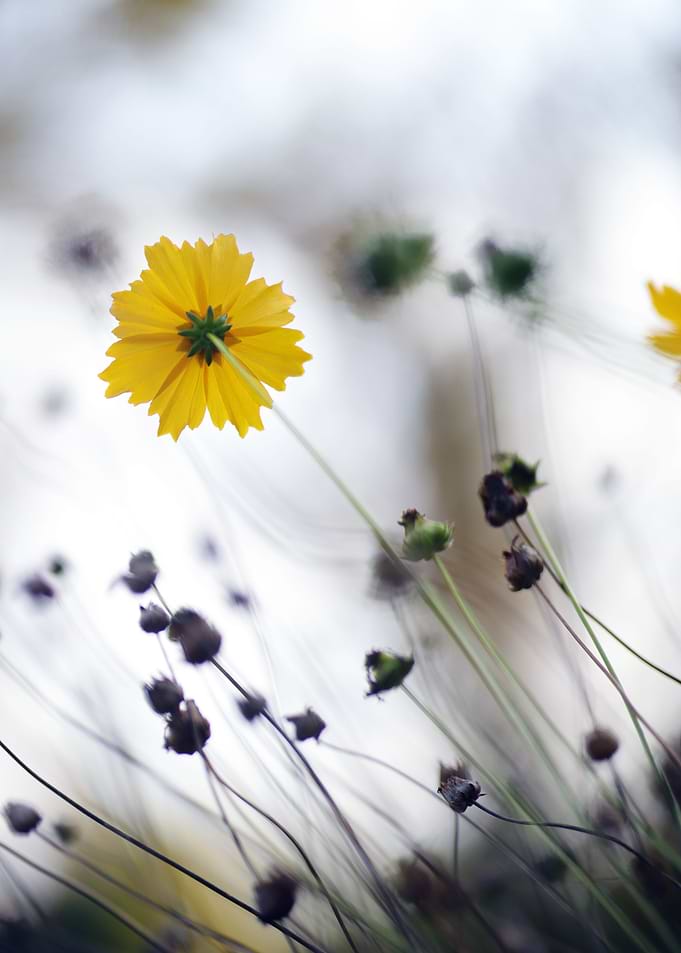Yellow Wildflower