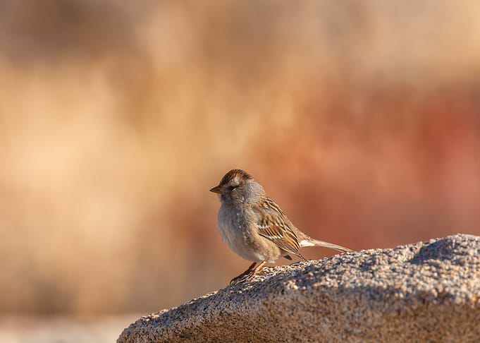 Little Sparrow