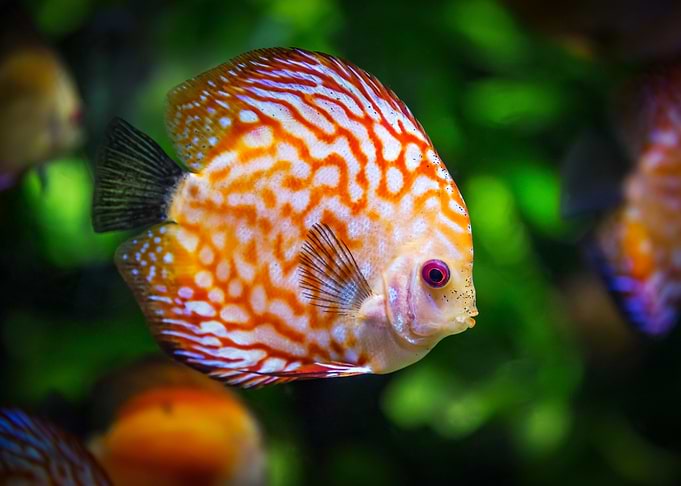 Discus Fish