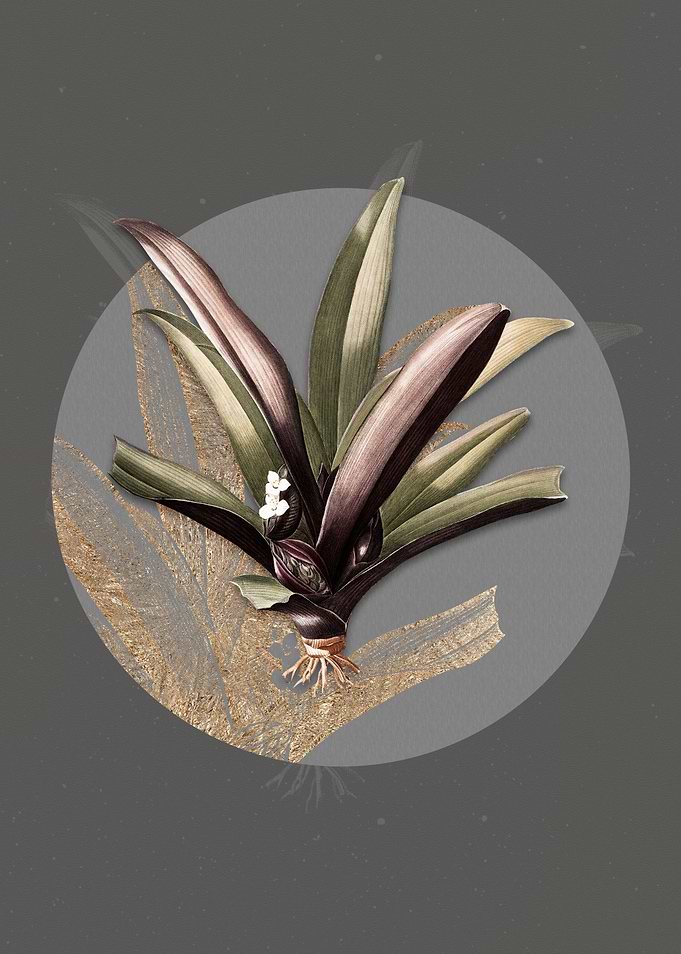 Vintage Boat Lily Flower