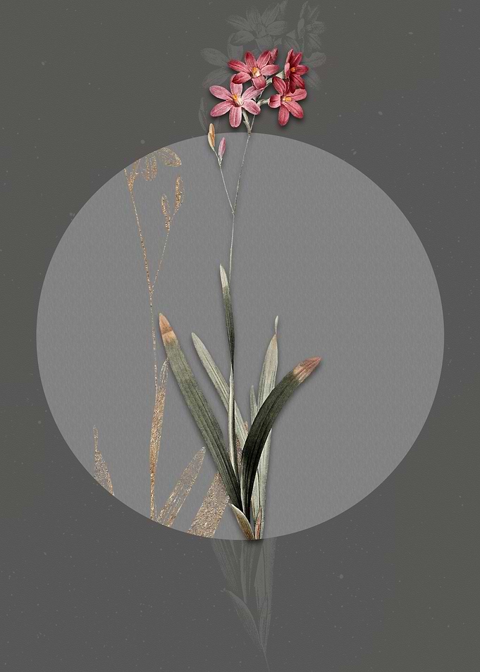 Vintage Corn Lily Flower
