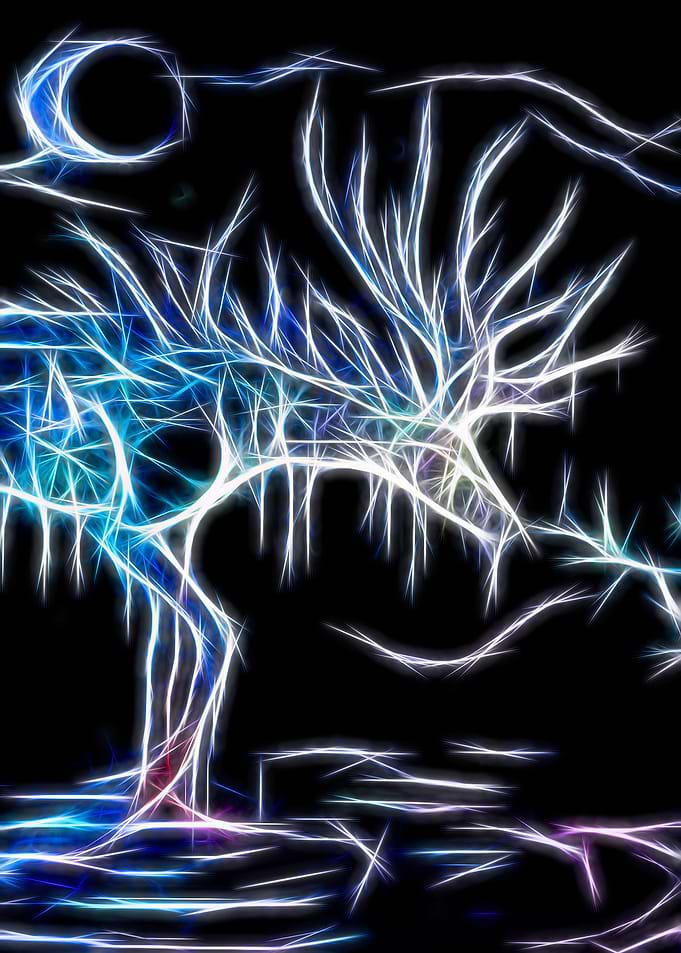 Deer at Night