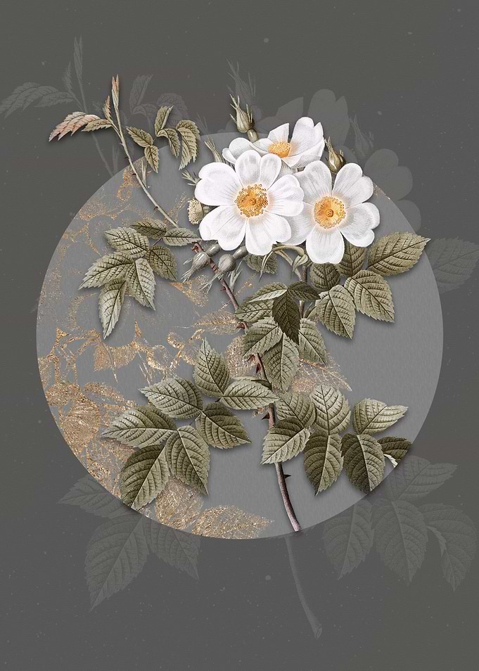 Blooming White Rosebush