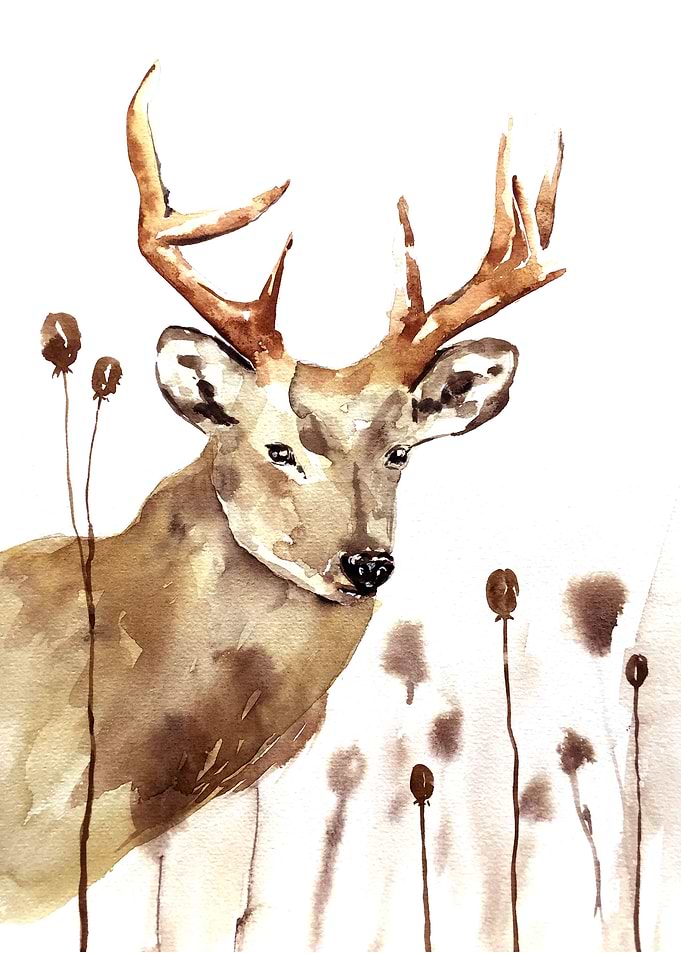 Animal