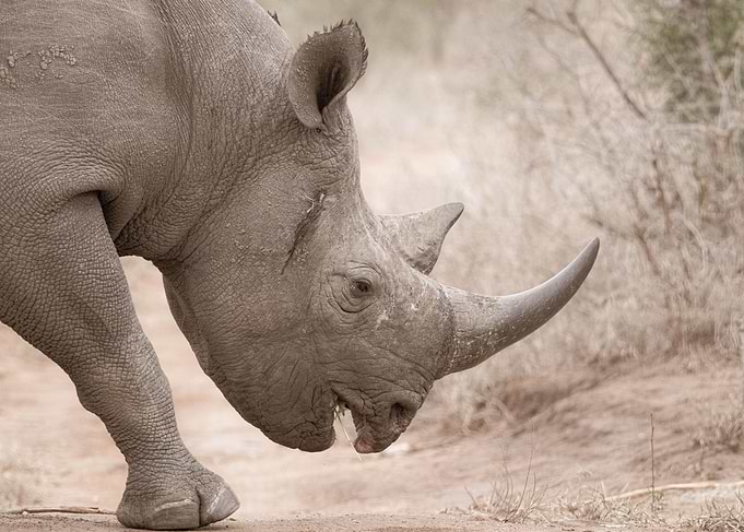 Black Rhino