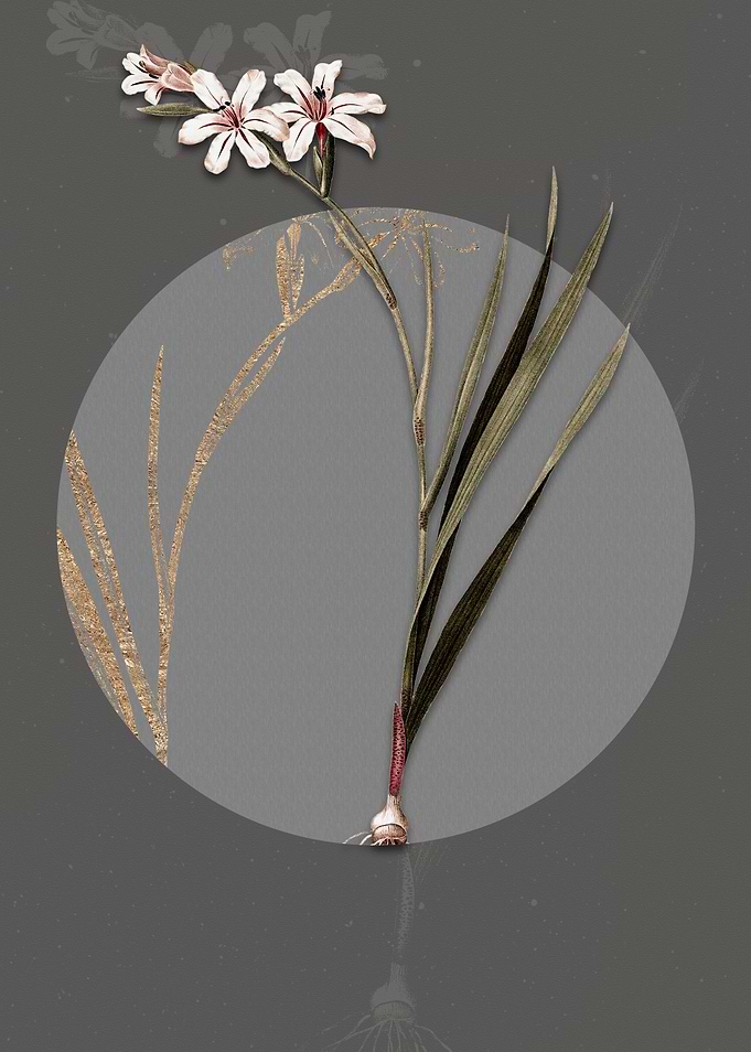 Vintage Gladiolus Flower