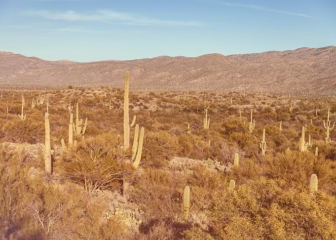 Sonoran Desert