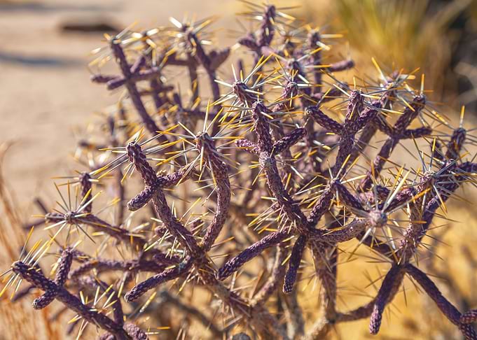 Pencil Cholla