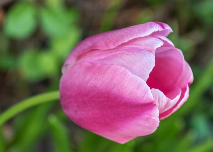 Pink Tulip