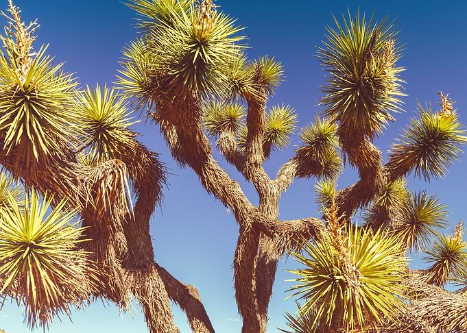 Joshua Tree