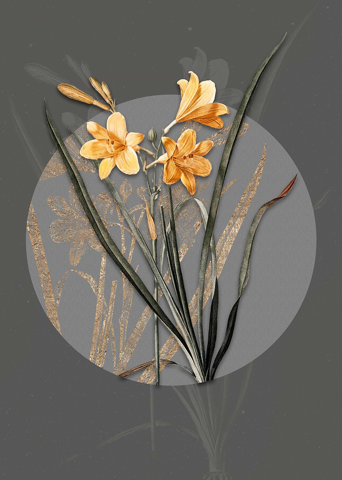 Vintage Daylily Flower