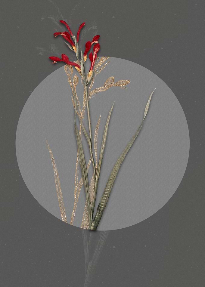 Vintage Gladiolus Cunonius
