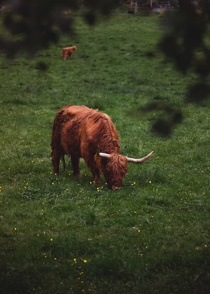 Grazing Highlander