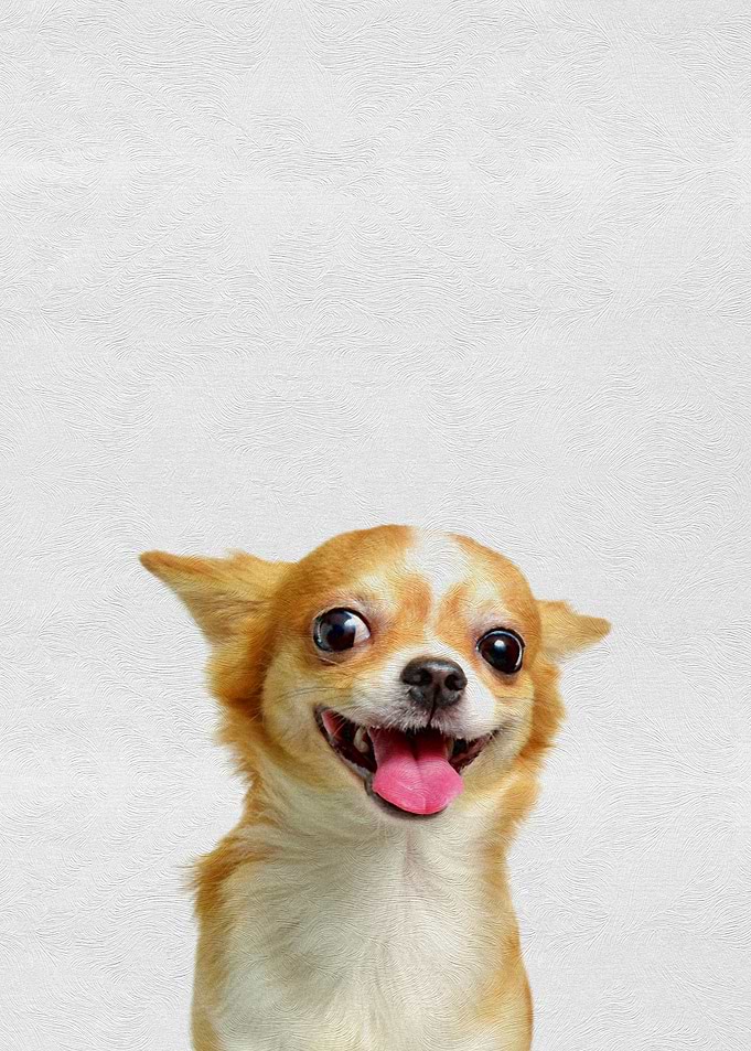 Pet Cute Puppy Chihuahua