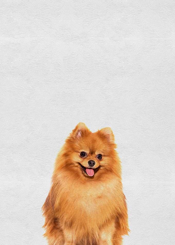Cute Pet Puppy Pomeranian