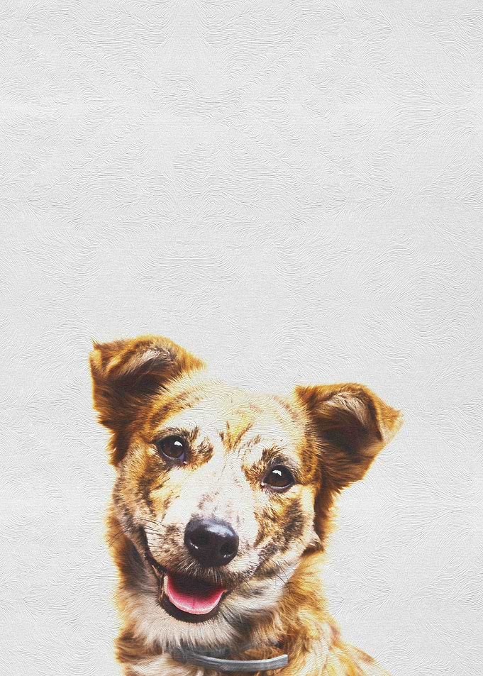 Cute Pet Puppy Dog
