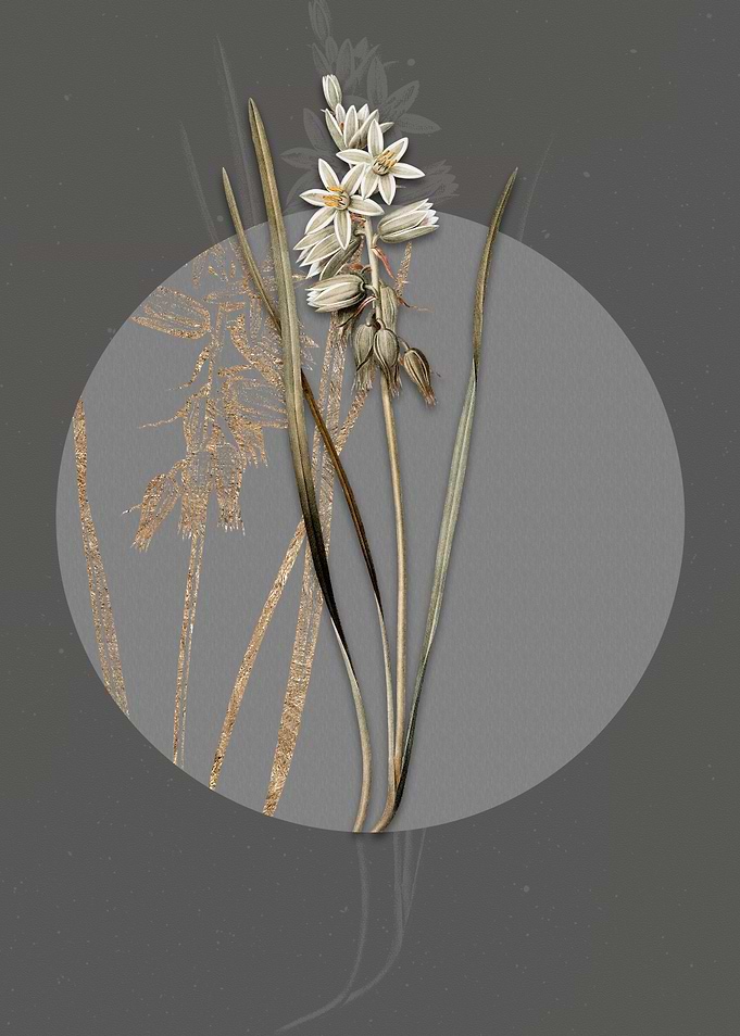 Drooping Star of Bethlehem