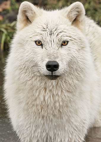 Intense stare