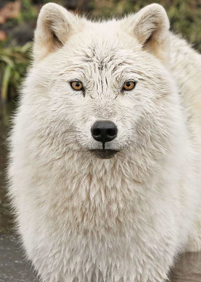 Intense stare