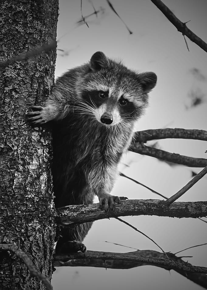 Young Raccoon Climbing
