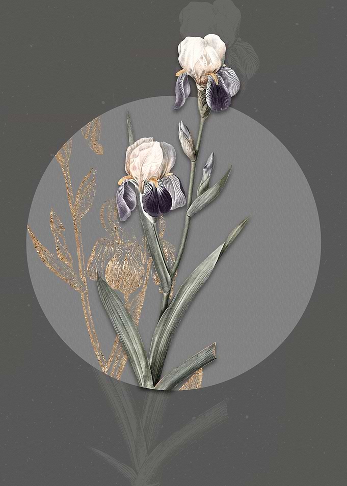 Vintage Elder Scented Iris