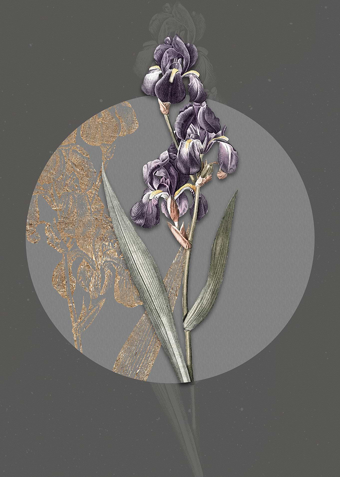 Vintage Dalmatian Iris