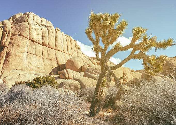 Yucca Joshua
