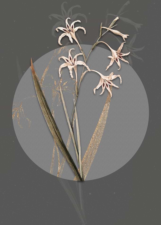 Gladiolus Cuspidatus