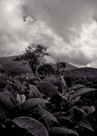tea garden black and white