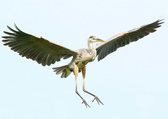 Great blue heron